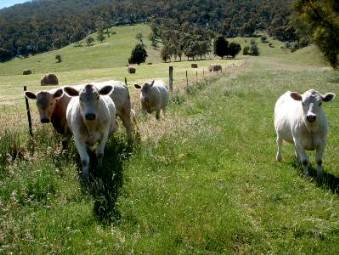 Cattle farm activity