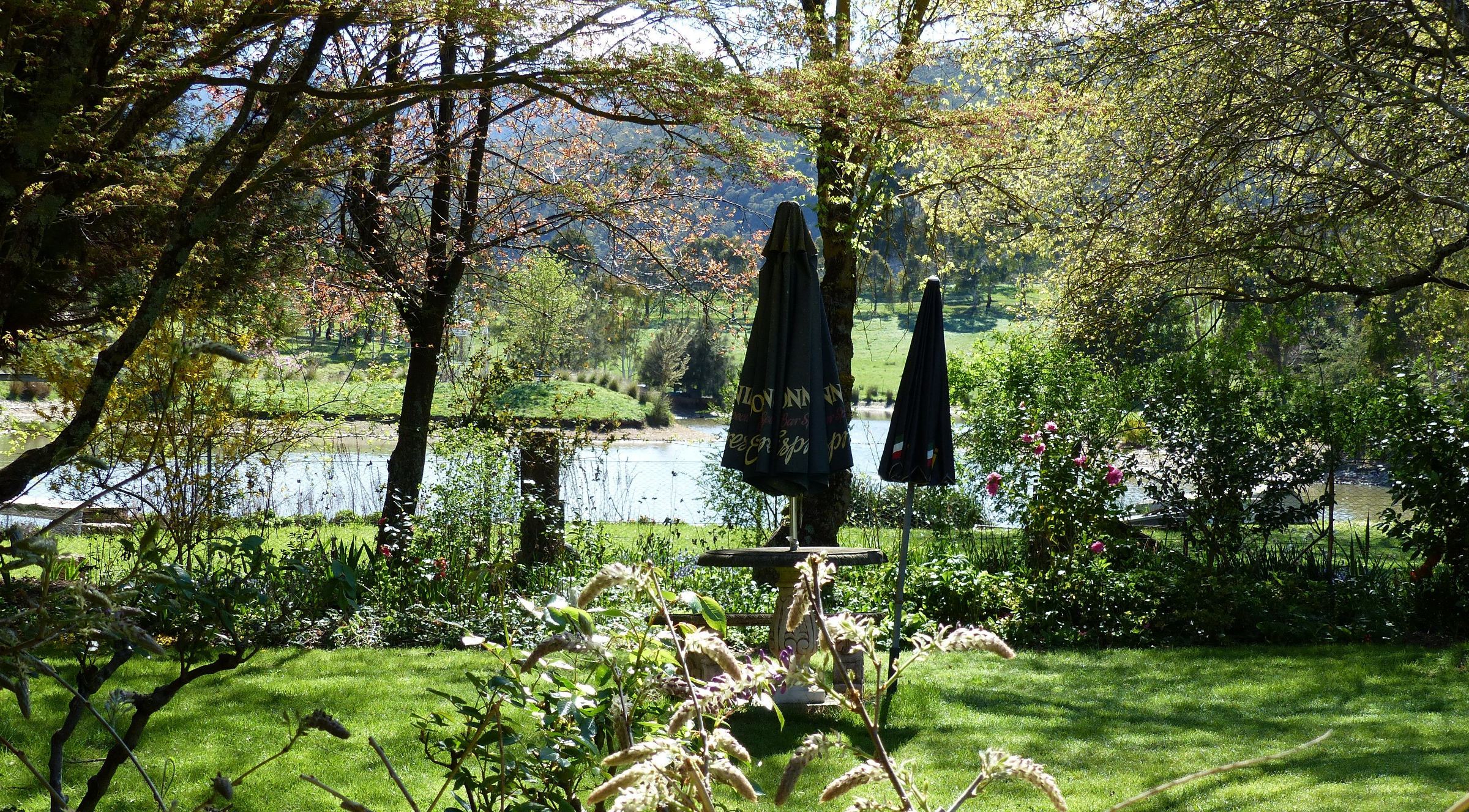View of the Homestead's backyard