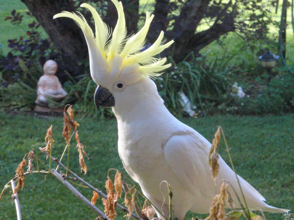 Cockey