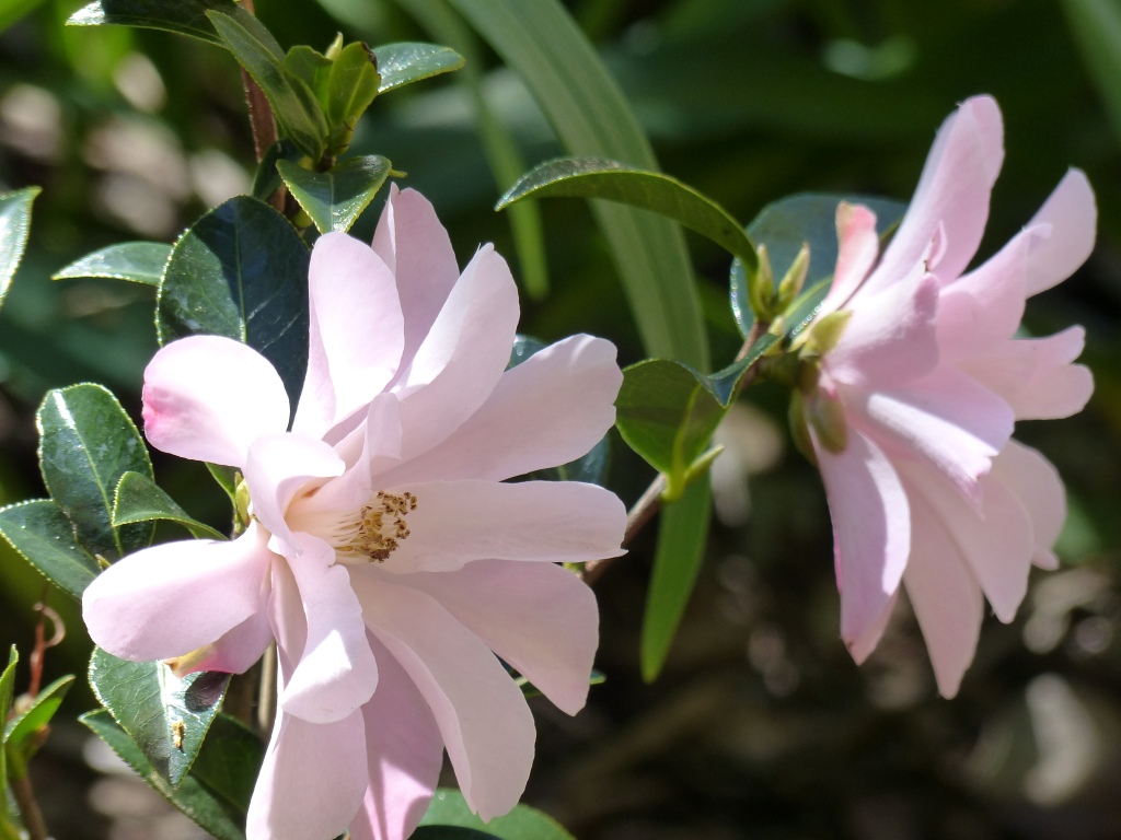 One of the colours of our garden