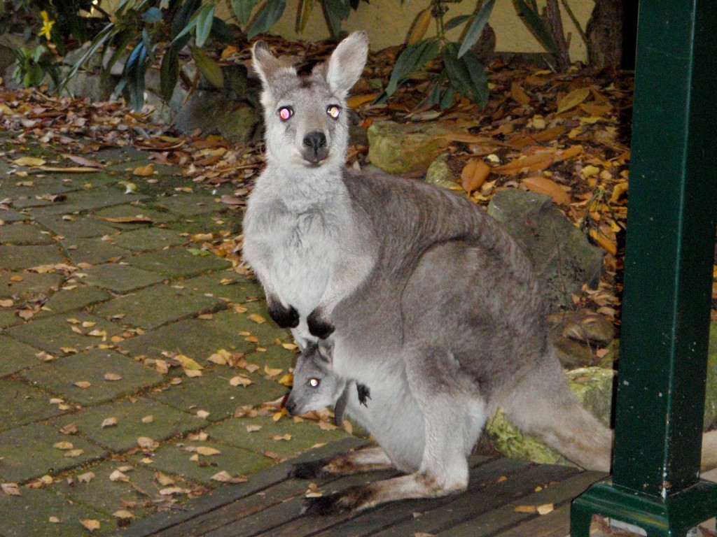 kangaroo