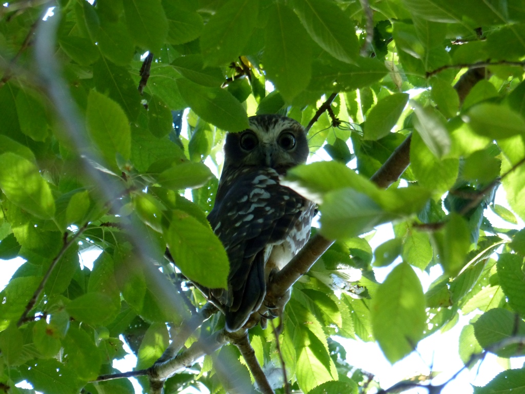 Owl