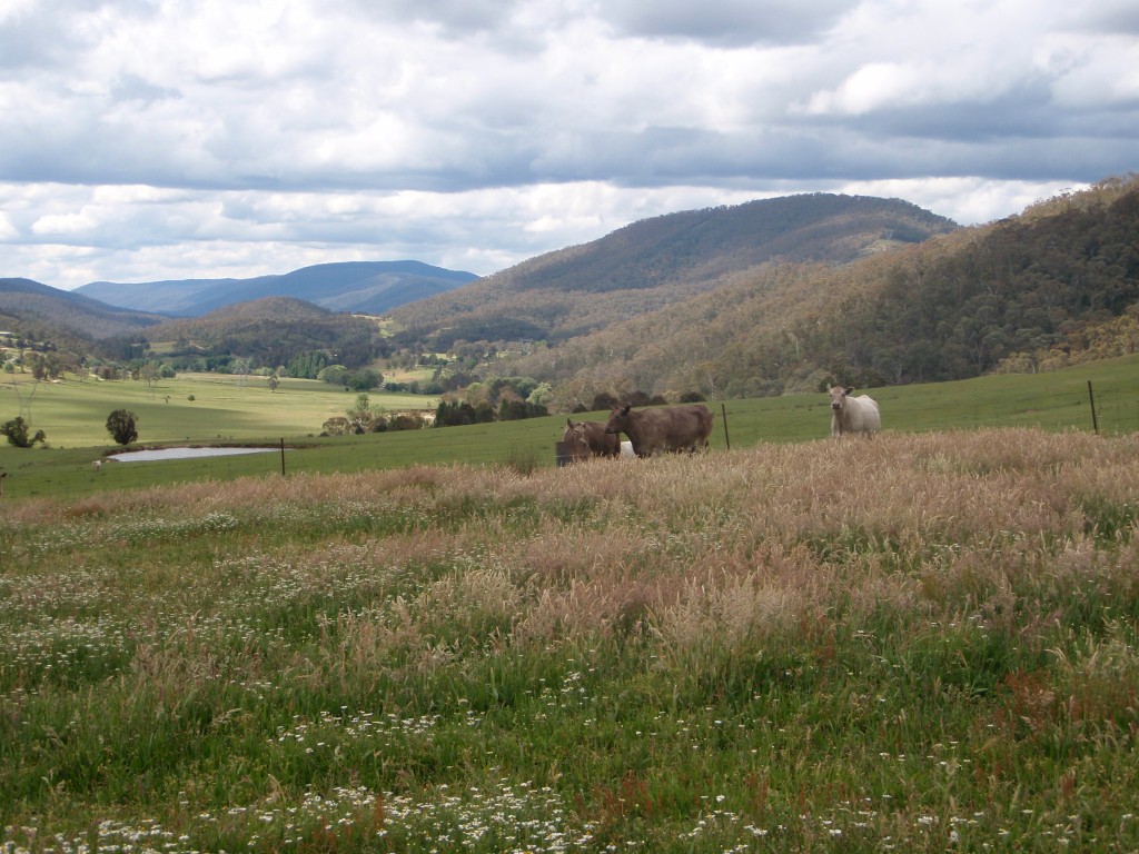 One of the padics around the homestead