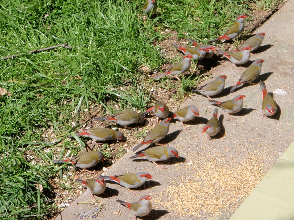 Redtail