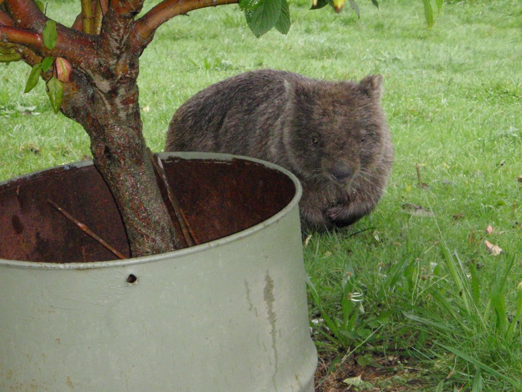 wombat